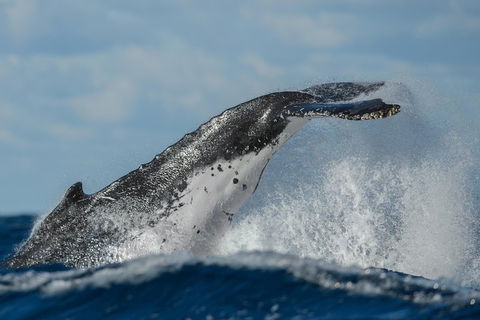 Sydney Whale-Watching Cruise Including Lunch Or Breakfast - Accommodation Nelson Bay 4