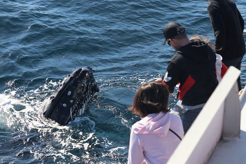 Sydney Whale-Watching Cruise Including Lunch Or Breakfast - Accommodation Nelson Bay 5