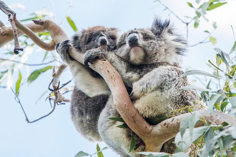 Great Ocean Road And 12 Apostles Day Trip From Melbourne - Accommodation Nelson Bay 1