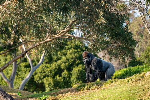 Early Morning Savannah Experience - Nelsons Bay Accommodation 0