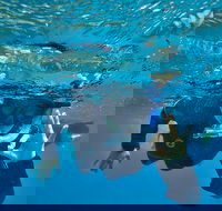 3 Day Whitsundays Sailing and Diving Adventure Kiana - Accommodation Nelson Bay