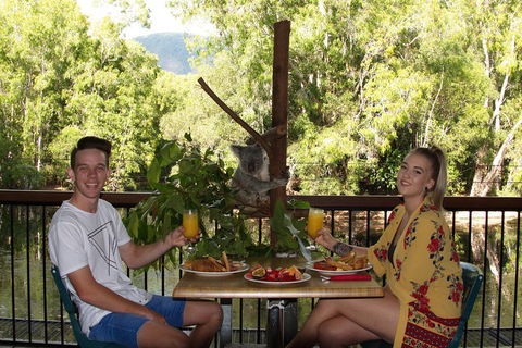 Hartley's Crocodile Adventures Breakfast With The Koalas - Accommodation Nelson Bay 5