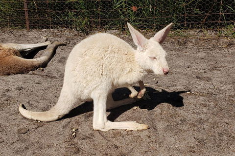 Very Best Of Perth Tour - Wildlife Park & City Highlights Tour - Accommodation Nelson Bay 3