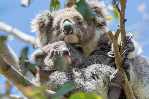 2-Day Great Ocean Road And Grampians Tour Roundtrip From Melbourne - Accommodation Nelson Bay 2