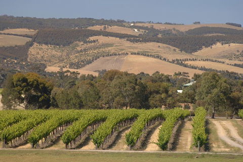 McLaren Vale And Glenelg Wine Tasting And Sightseeing (Half-day Afternoon) - Accommodation Nelson Bay 2