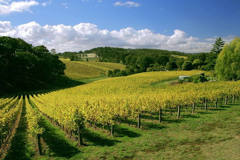 McLaren Vale And Glenelg Wine Tasting And Sightseeing (Half-day Afternoon) - Accommodation Nelson Bay 4