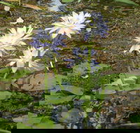Yellow Water Cruise - Kakadu - Accommodation Nelson Bay