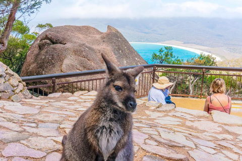 Wineglass Bay & Freycinet NP Full Day Tour From Hobart Via Richmond Village - Accommodation Nelson Bay 0