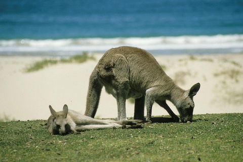 Great Ocean Road Highlights Tour - 2 Days, 1 Night - Accommodation Nelson Bay 2