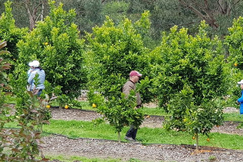 Dandenong Ranges And Rayners Orchard Tour From Melbourne - Accommodation Nelson Bay 2