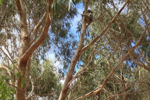 Kangaroo Island 4WD Tour - Best Of KI In 2 Days - Accommodation Nelson Bay 0