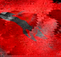 Small-Group Kangaroo Island 4WD Night Tour - Nelson Bay Accommodation.com