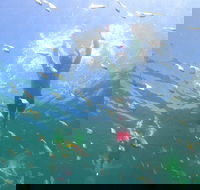 Manly Snorkel Trip and Nature Walk with Local Guide - Accommodation Nelson Bay