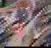After Dark Tasmanian Devil Feeding Tour at Cradle Mountain - Accommodation Nelson Bay