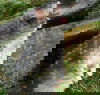 1-Hour Tasmanian Devil Feeding Day Tour at Cradle Mountain - Accommodation Nelson Bay