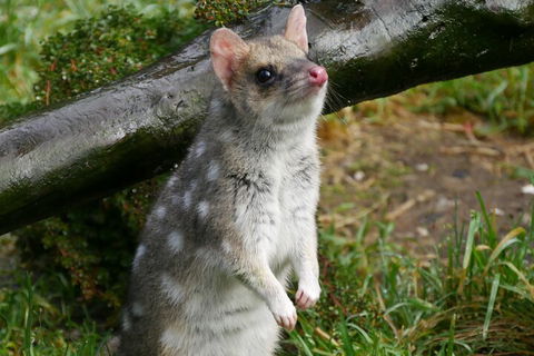 1-Hour Tasmanian Devil Feeding Day Tour At Cradle Mountain - Accommodation Nelson Bay 0