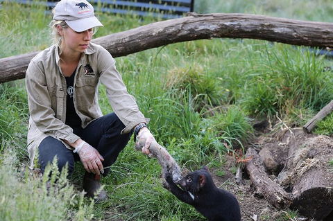 1-Hour Tasmanian Devil Feeding Day Tour At Cradle Mountain - Accommodation Nelson Bay 2