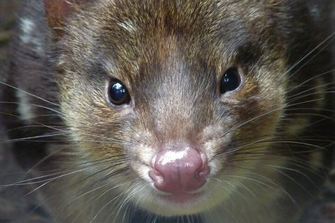 1-Hour Tasmanian Devil Feeding Day Tour At Cradle Mountain - Accommodation Nelson Bay 3