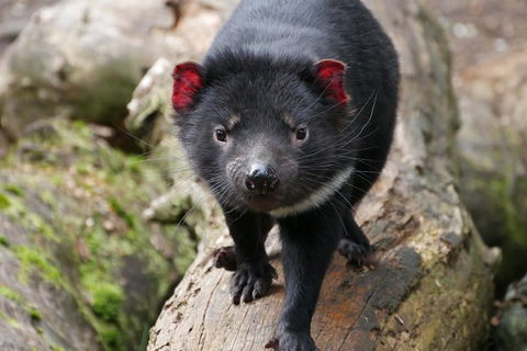 1-Hour Tasmanian Devil Feeding Day Tour At Cradle Mountain - Accommodation Nelson Bay 4