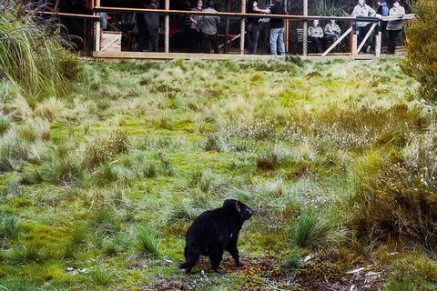 1-Hour Tasmanian Devil Feeding Day Tour At Cradle Mountain - Accommodation Nelson Bay 5
