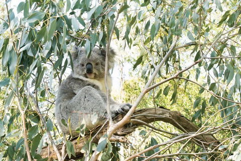 Ultimate Reverse Direction - 12 Apostles, Great Ocean Road - Small Group Tour - Accommodation Nelson Bay 5
