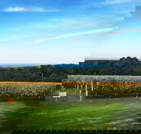 Yarra Valley Private Car Winery Tour And Chocolate.1-7 Passengers One Car Price - Accommodation Nelson Bay