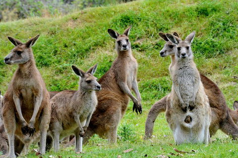 Private Day Tour Of Phillip Island Wildlife And Brighton Beach - Accommodation Nelson Bay 2