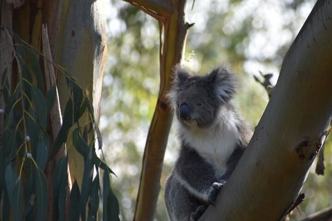 Private Day Tour Of Phillip Island Wildlife And Brighton Beach - Accommodation Nelson Bay 3