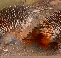 Puffing Billy And Healesville Sanctuary Scenic Tour - Accommodation Nelson Bay