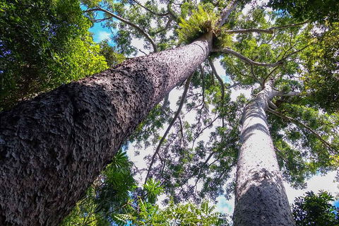Paronella Park And Millaa Millaa Falls Full-day Tour From Cairns - Accommodation Nelson Bay 1
