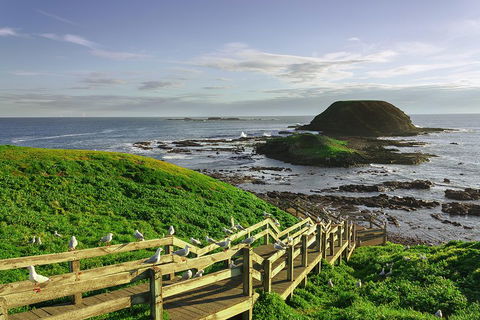 Full-Day Private Australian Wildlife Tour Of Phillip Island - Accommodation Nelson Bay 0