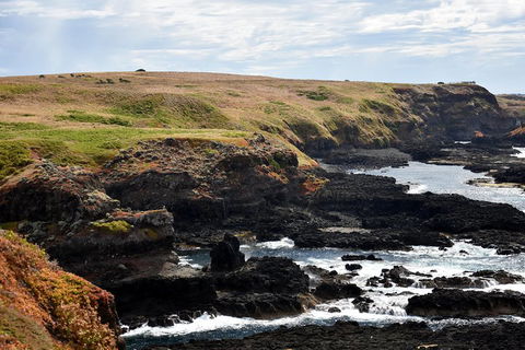 Full-Day Private Australian Wildlife Tour Of Phillip Island - Accommodation Nelson Bay 4