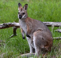 Ultimate Blue Mountains and Wildlife Tour - Accommodation Nelson Bay