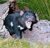 Private Blue Mountains Tour with Kangaroo and Koala Experience - Accommodation Nelson Bay