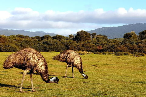 Wilson's Promontory & Phillip Island - 'Prom & Penguins' Tour - Accommodation Nelson Bay 4