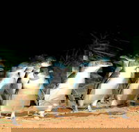Phillip Island Penguins Private Tour - Accommodation Nelson Bay