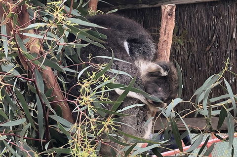 Phillip Island Penguins Private Tour - Accommodation Nelson Bay 2