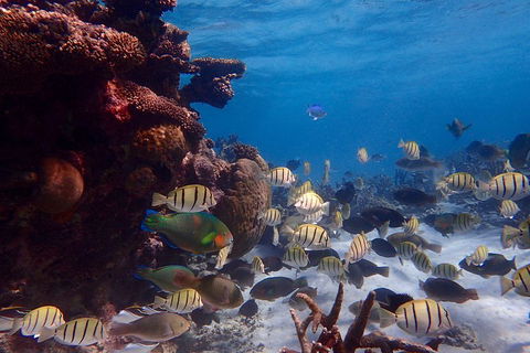 Lagoon Explorer - Ningaloo Reef Full-Day Kayaking And Snorkeling Adventure - Accommodation Nelson Bay 2