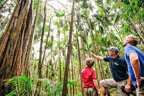 Natural Bridge & Springbrook Waterfalls Tour + Hot Air Balloon With Breakfast - Accommodation Nelson Bay 5
