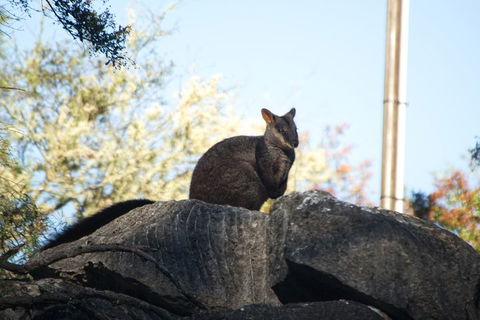 The Explorers' Discovery Tour - Gold, Wine & Wildlife - Accommodation Nelson Bay 4