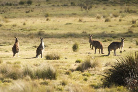 The Explorers' Discovery Tour - Gold, Wine & Wildlife - Accommodation Nelson Bay 5