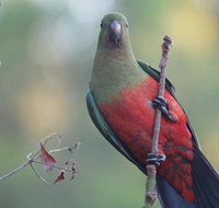 Inside the Greater Blue Mountains World Heritage - A Wildlife Safari Overnight - Accommodation Nelson Bay