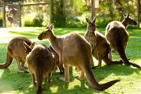 Yarra Valley Wine And Wildlife Self-Driving Tour - Accommodation Nelson Bay 4