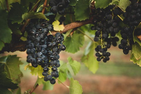 Hideaway Private Tours Hunter Valley- Indulgence Wine Tour (Full Day) - Accommodation Nelson Bay 3