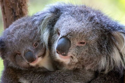 Half-Day Or Full-Day Tour With Private Guide From Melbourne - Accommodation Nelson Bay 1
