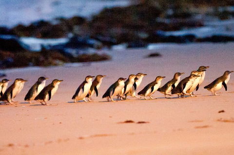 Half-Day Or Full-Day Tour With Private Guide From Melbourne - Accommodation Nelson Bay 5