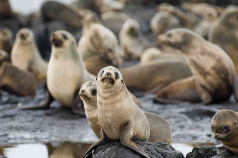 Puffing Billy, Wildlife Sanctuary & Penguins Day Tour From Melbourne - Accommodation Nelson Bay 0