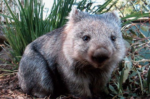Puffing Billy, Wildlife Sanctuary & Penguins Day Tour From Melbourne - Accommodation Nelson Bay 2