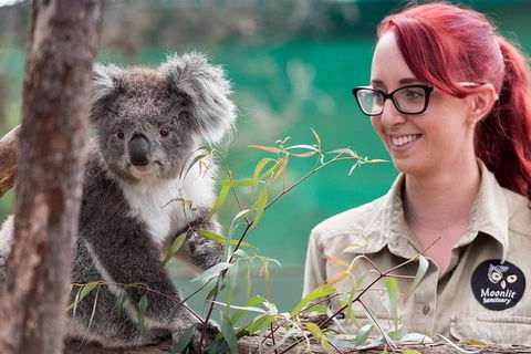 Puffing Billy, Wildlife Sanctuary & Penguins Day Tour From Melbourne - Accommodation Nelson Bay 3
