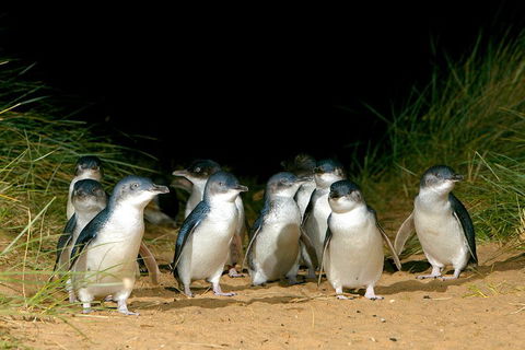 Puffing Billy, Wildlife Sanctuary & Penguins Day Tour From Melbourne - Accommodation Nelson Bay 4